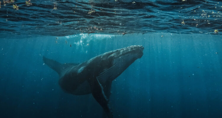 Día Mundial de las Ballenas y los Delfines: Hay que reforzar la protección de los mamíferos marinos 1 Ballena