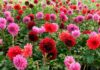 Si tu signo del zodiaco fuera una flor, ¿cuál sería? 6 Flor