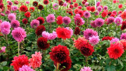 Flor