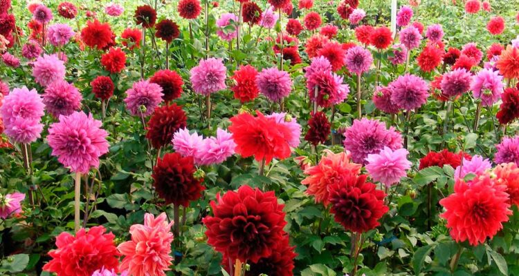 Si tu signo del zodiaco fuera una flor, ¿cuál sería? 1 Flor