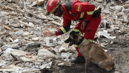 Hay mas de 130 perros rescatistas desplegados en la zona de desastre: así operan 2 Perros