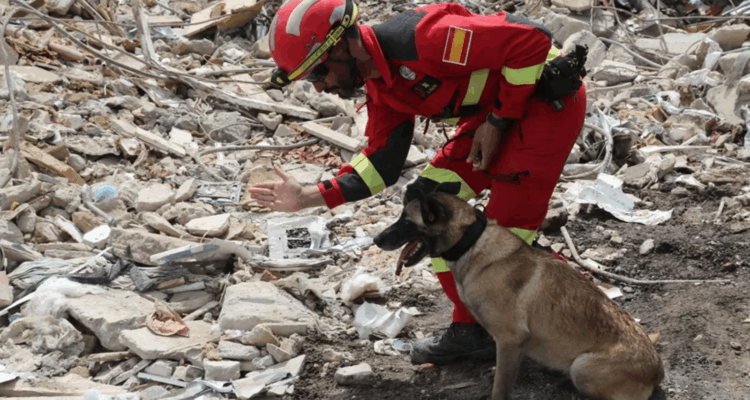 Hay mas de 130 perros rescatistas desplegados en la zona de desastre: así operan 1 Perros