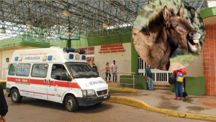 Burro