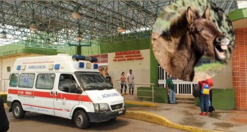 Burro