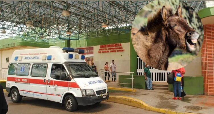 Burro castró a un hombre de un mordisco 1 Burro