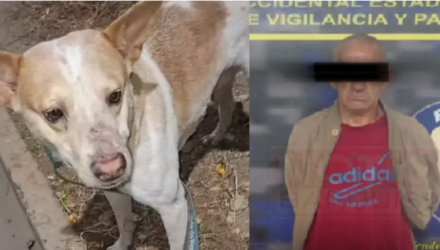 Por actos de zoofilia contra un perro detuvieron a degenerado. Sucedió en Barquisimeto 2 Perro