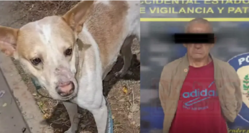 Perro
