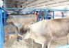 Más de 1,8 millones de animales bovinos serán censados en Guárico 5 Bovino
