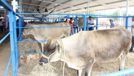 Más de 1,8 millones de animales bovinos serán censados en Guárico 2 Bovino