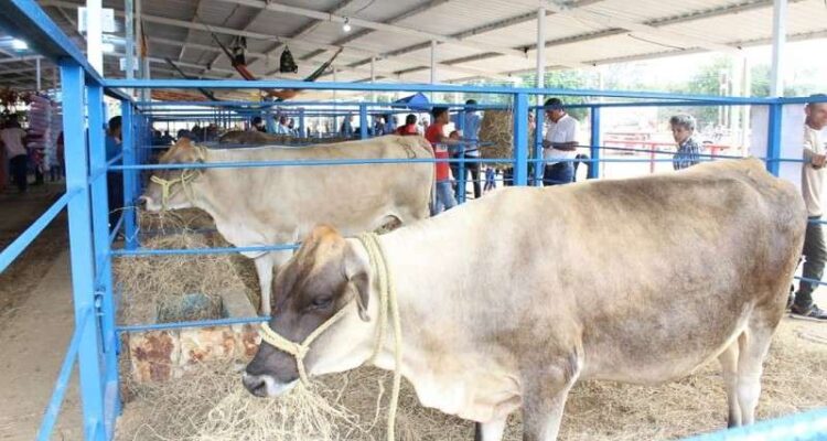 Más de 1,8 millones de animales bovinos serán censados en Guárico 1 Bovino