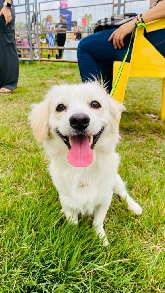 Misión Nevado desplegará este sábado gran Feria Animalista y jornada de vacunación antirrábica en Maracaibo 4 IMG 20260818 124509 929