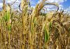 El 50% de las siembras de maíz en Guárico han sido afectadas por El Niño 5 Maíz