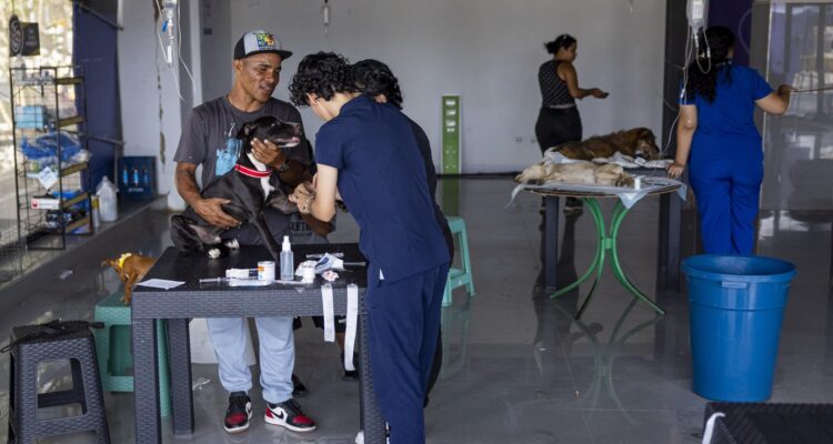 Mascotas víctimas de los sismos en Venezuela esperan por un hogar 1 Mascota