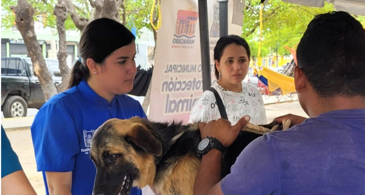 Alcaldía de Maracaibo se incorpora con Ministerio de Salud al plan masivo de vacunación contra la rabia 1 Rabia