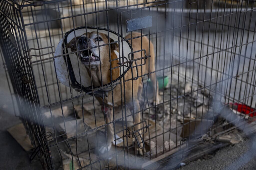 Mascotas víctimas de los sismos en Venezuela esperan por un hogar 2 Rescate1