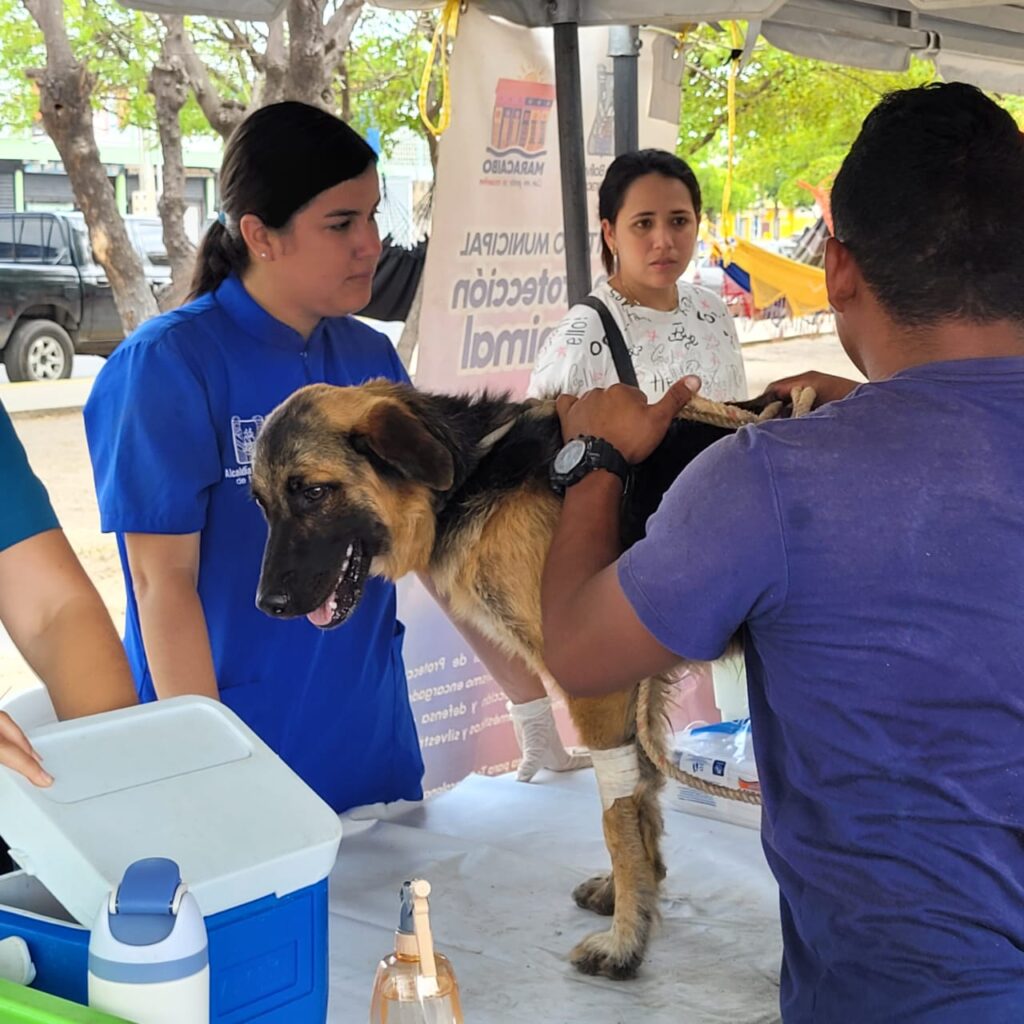 Alcaldía de Maracaibo se incorpora con Ministerio de Salud al plan masivo de vacunación contra la rabia 4 Rabia