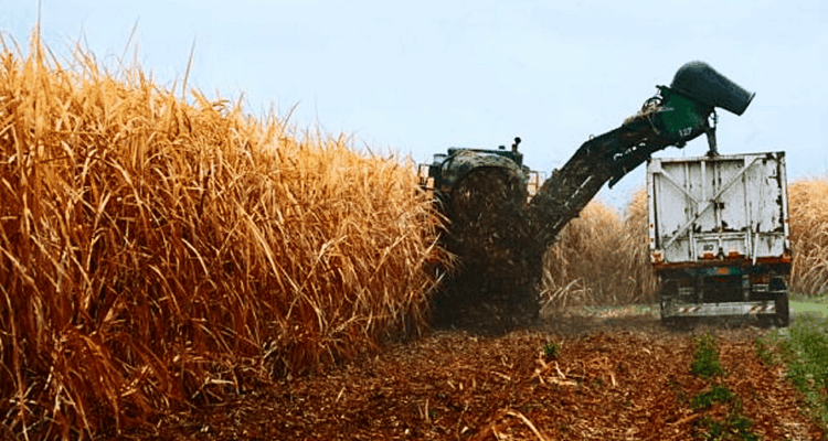 Productores venezolanos piden frenar importación de azúcar refinada 1 Azúcar