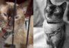 Falleció Félix, el gato que sobrevivió 37 días bajo los escombros en Las Guaira 5 Félix