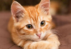Gato