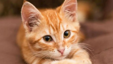 Veterinarios: «Recompensar a su gato con comida no siempre consigue que aprendan mejor» 2 Gato