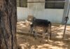 Maracaibo inició consultas públicas para reformar la Ordenanza de Protección y Tenencia Animal 5 Animal