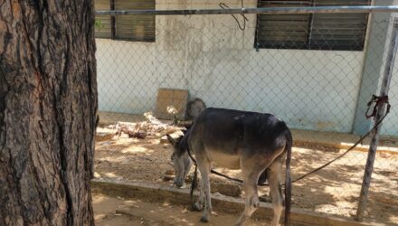Maracaibo inició consultas públicas para reformar la Ordenanza de Protección y Tenencia Animal 2 Animal