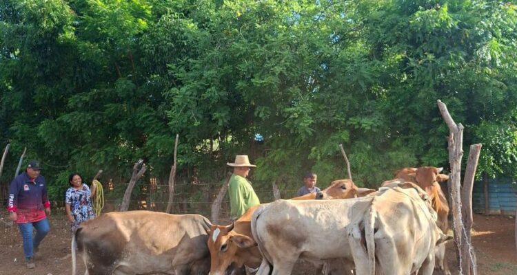 Alcaldía de Maracaibo apoya caracterización de ganadería bovina para certificar al país libre de aftosa 1 Alcaldía