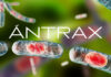 República Dominicana reforzó vigilancia epidemiológica ante sospechas de ántrax en Haití 7 ántrax