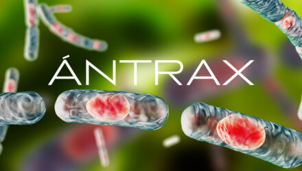 República Dominicana reforzó vigilancia epidemiológica ante sospechas de ántrax en Haití 2 ántrax