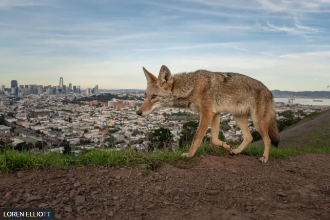 Coyote