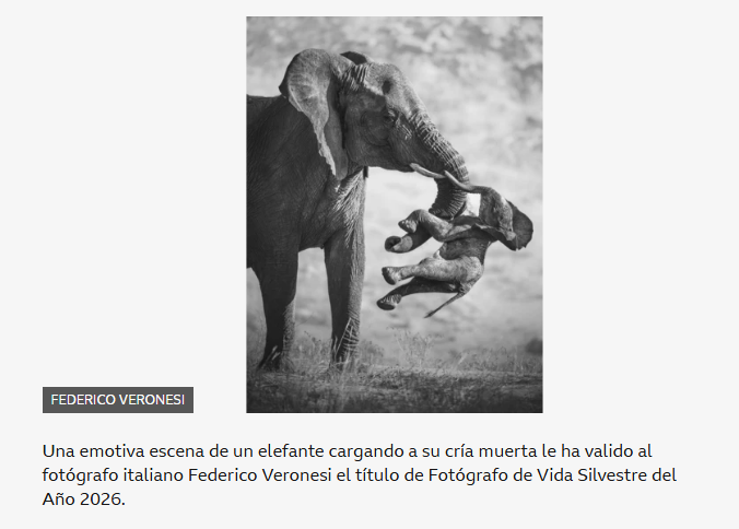 Elefante