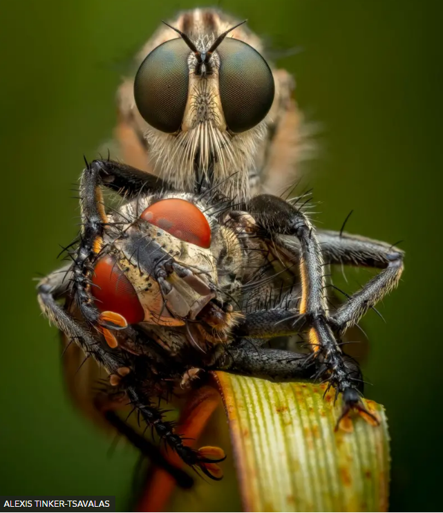 Mosca