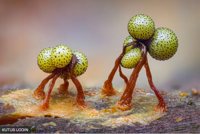 Mundos