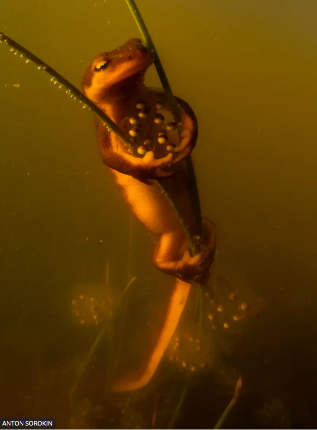 Rana